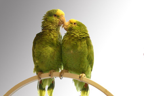 love birds