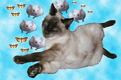 every cat dreams