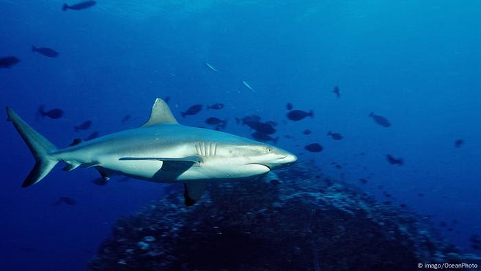 Peixes dos recifes de corais são alimentos de predatores como tubarões e baleias