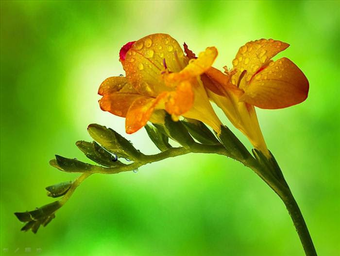 A Beleza das Flores Após a Chuva