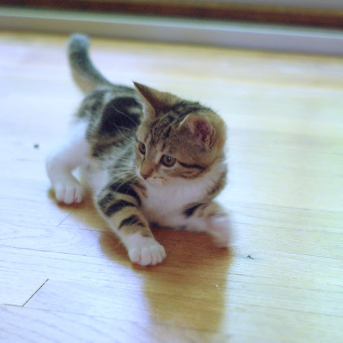 sophie cat