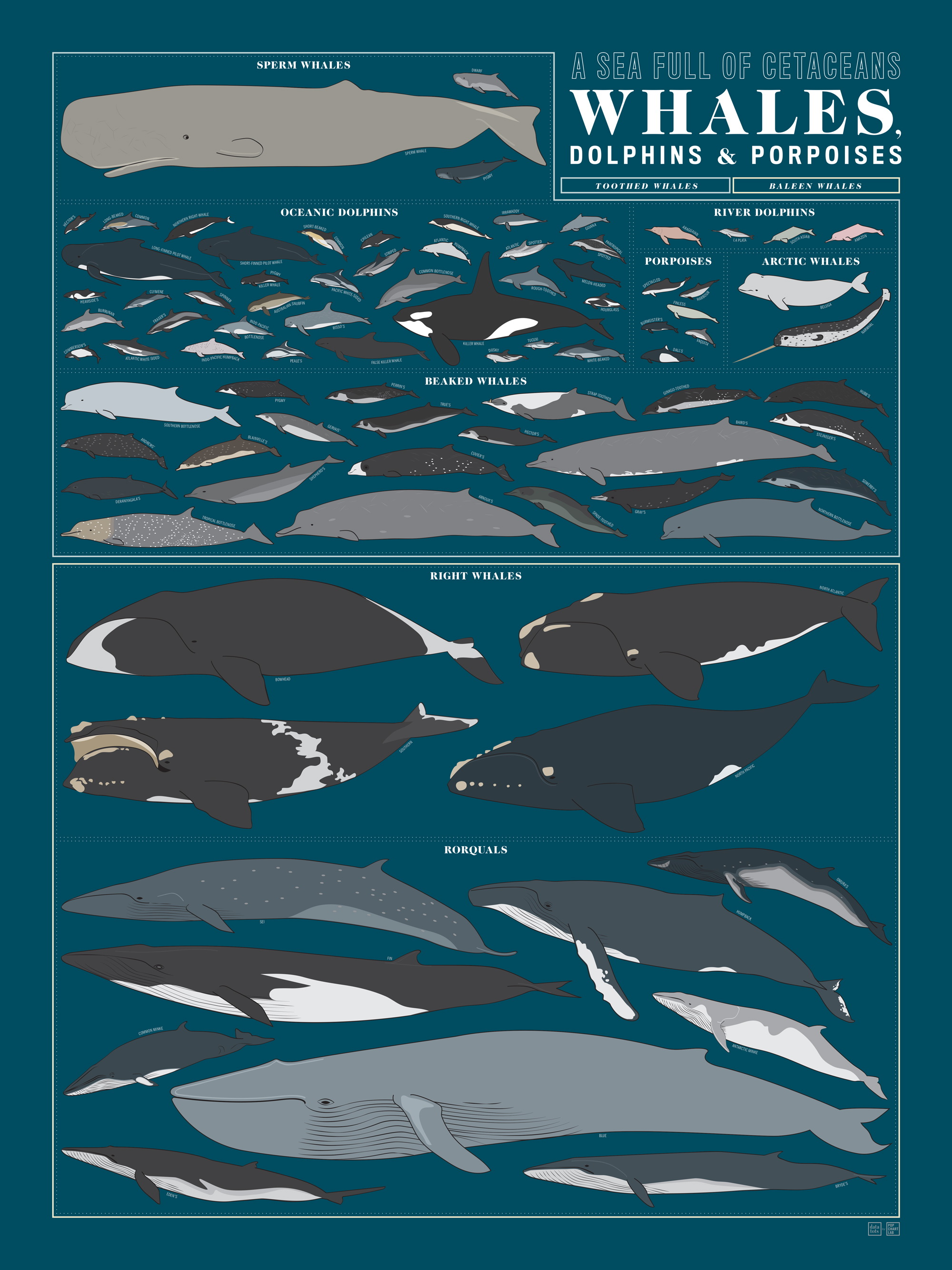 Whales, dolphins, and porpoises
