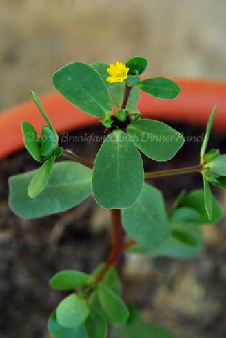purslane