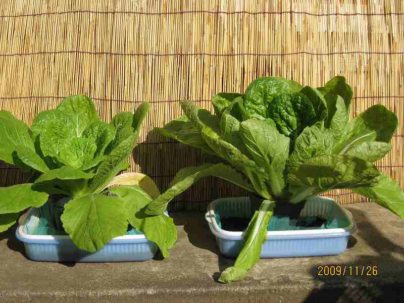 キャベツ 白菜の水耕栽培 いつでもレタス