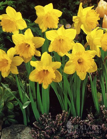 Dutch Master Daffodil  Ornamental Flora  Pinterest