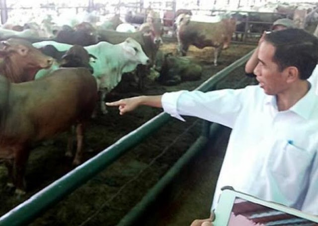 jokowi janji sapi