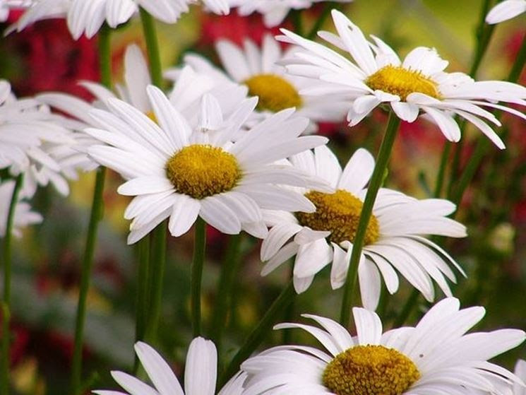 fiori margherita - Fiori delle piante