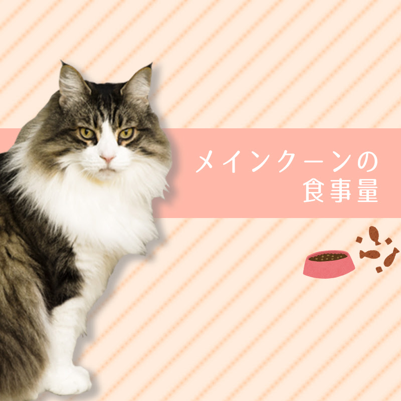 メインクーンの食事量】子猫・成猫・老猫それぞれのおすすめの与え方は 