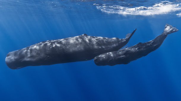 أغرب تقاليد الزواج