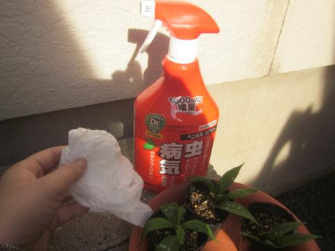 フロックスの葉に白い粉 ウドンコ病の対策 猫と園芸