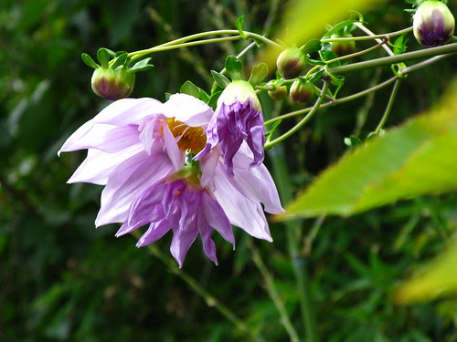 Dahlia imperialis