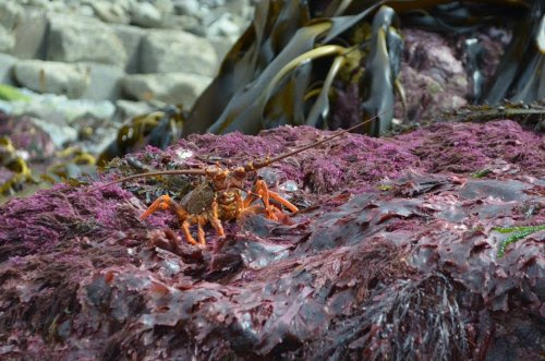 ç´è¥¿è­å°éä¸è¬é®'é­ä¸å²¸ç¶å°å¦æ­¤èç çµå å¤§é¸ææ