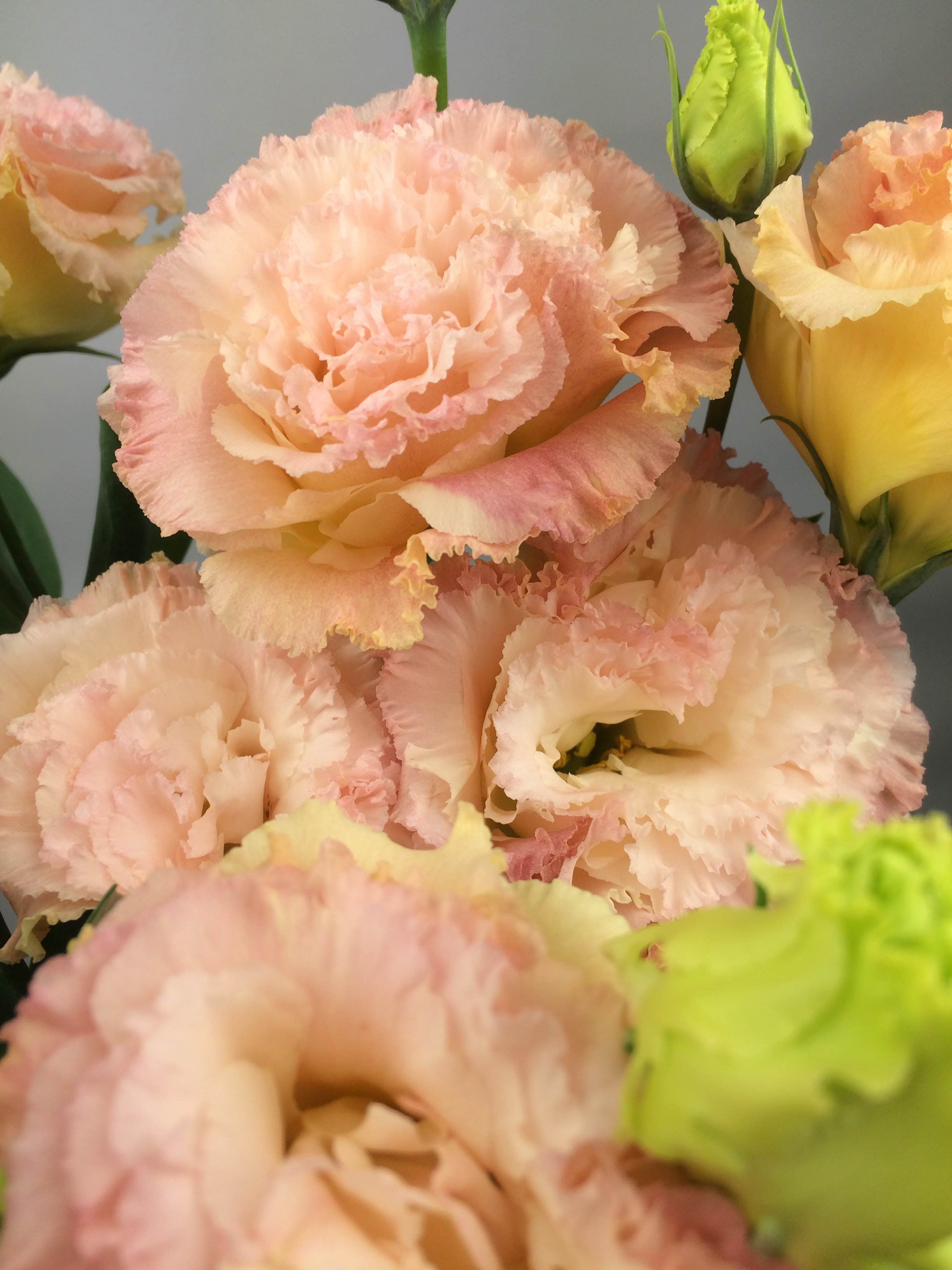 トルコキキョウ ﾎﾞﾔｰｼﾞｭシャンパン Flore21葛西店ブログ
