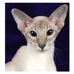 Colorpoint Shorthair