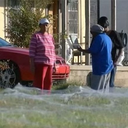 Tennessee Town Awakens to Spider Invasion