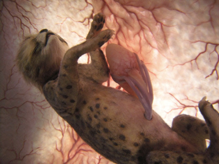 Leopard in the womb. Image credit: http://imgur.com/a/1HHlh#6