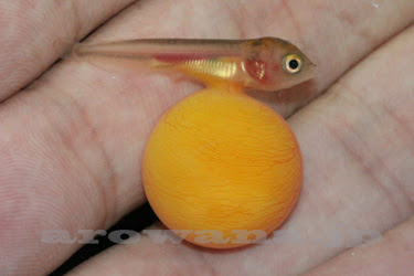 ブリーディング アジアアロワナ専門店 ラフレシア 国内での熱帯魚の繁殖記録