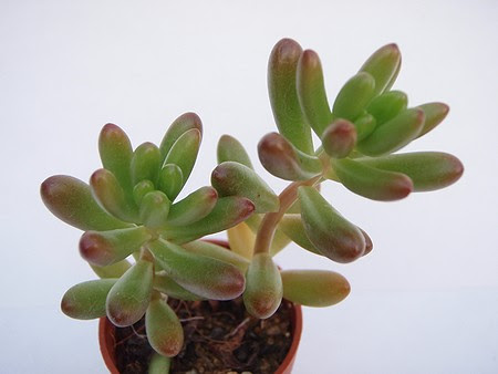 多肉植物まとめ 虹の玉