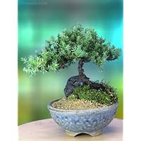 A 5+ Year Old Juniper Bonsai Tree in Japanese Setku Bowl