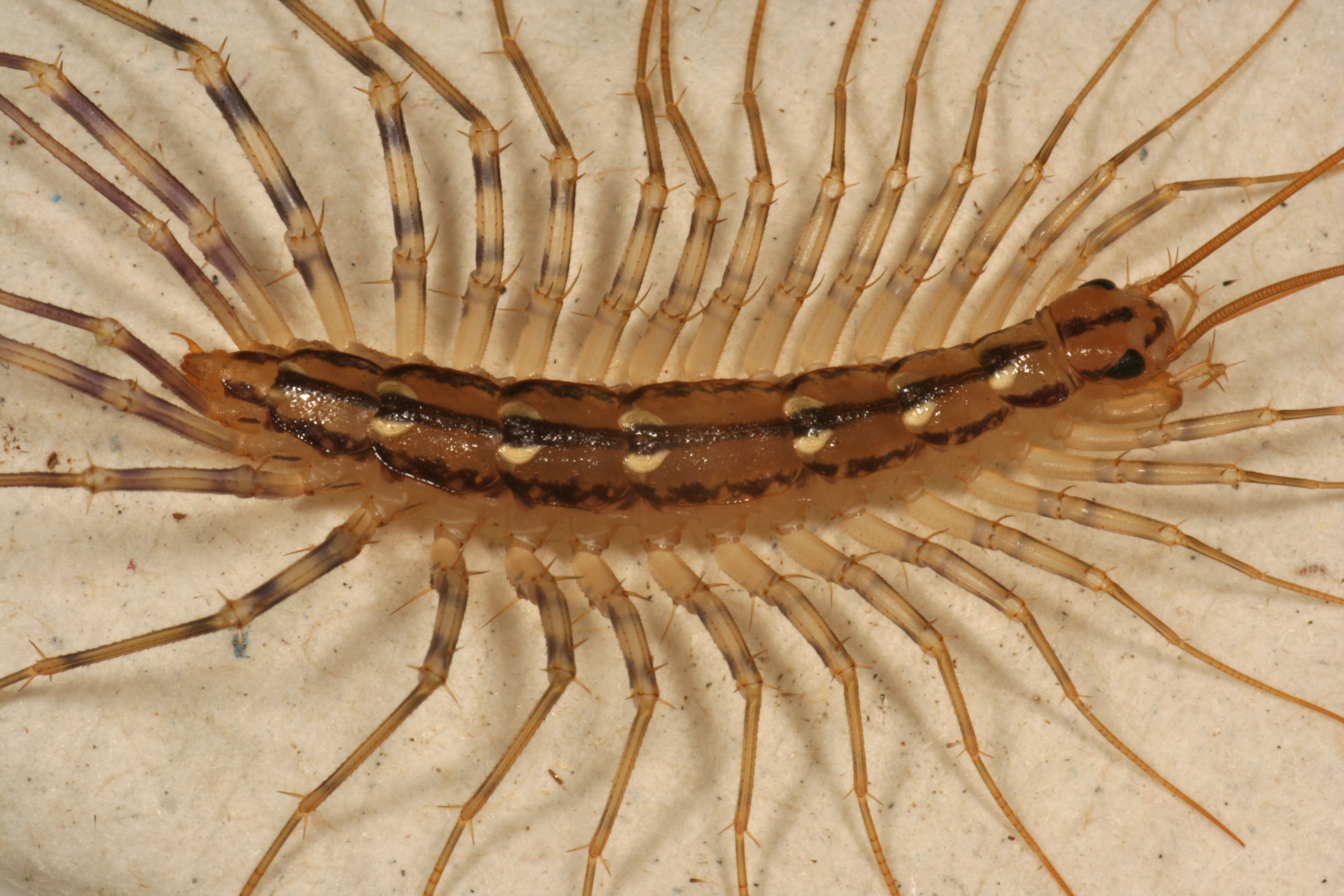 why do i suddenly have centipedes in my house