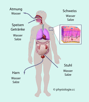 Physiologie Natrium Kalium