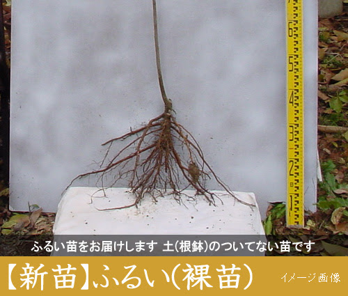 苗木の植え付け方のアドバイス 果樹苗木 成木通販の 特等大苗専門店 すだ農園 京都亀岡