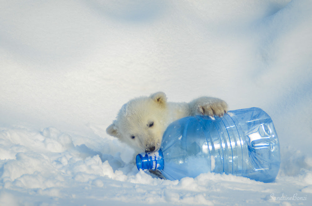 Le Jour Ou J Ai Vu Le Bebe De L Ours Polaire A Toronto Le Blog De Voyages De Sandrine