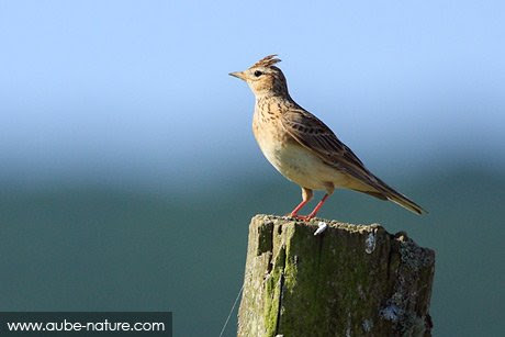 SEMAINE 25 : Alouette des champs