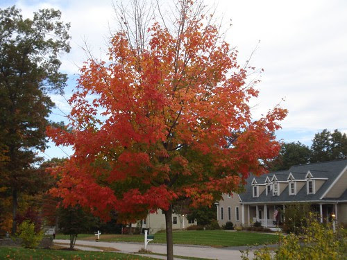 Franklin: Autumn color