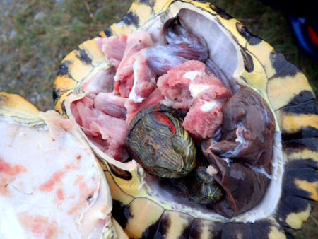 無責任発言しないようアカミミガメを飼って食べてみた ざざむし