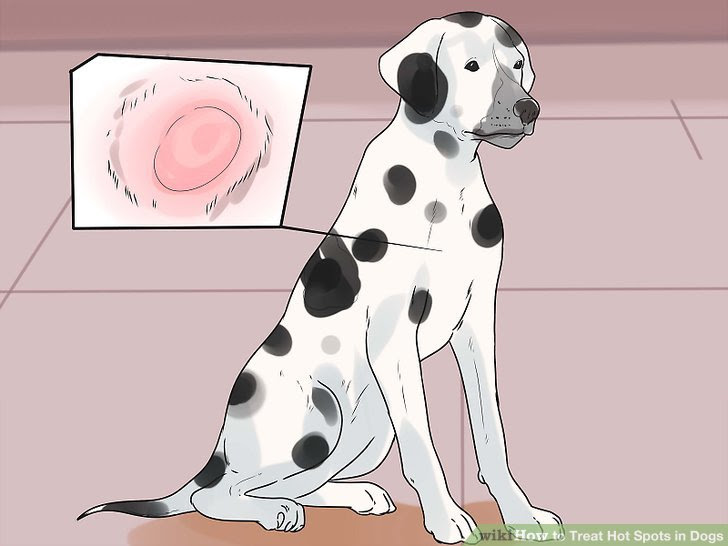 Treat Hot Spots in Dogs Step 3 Version 2.jpg