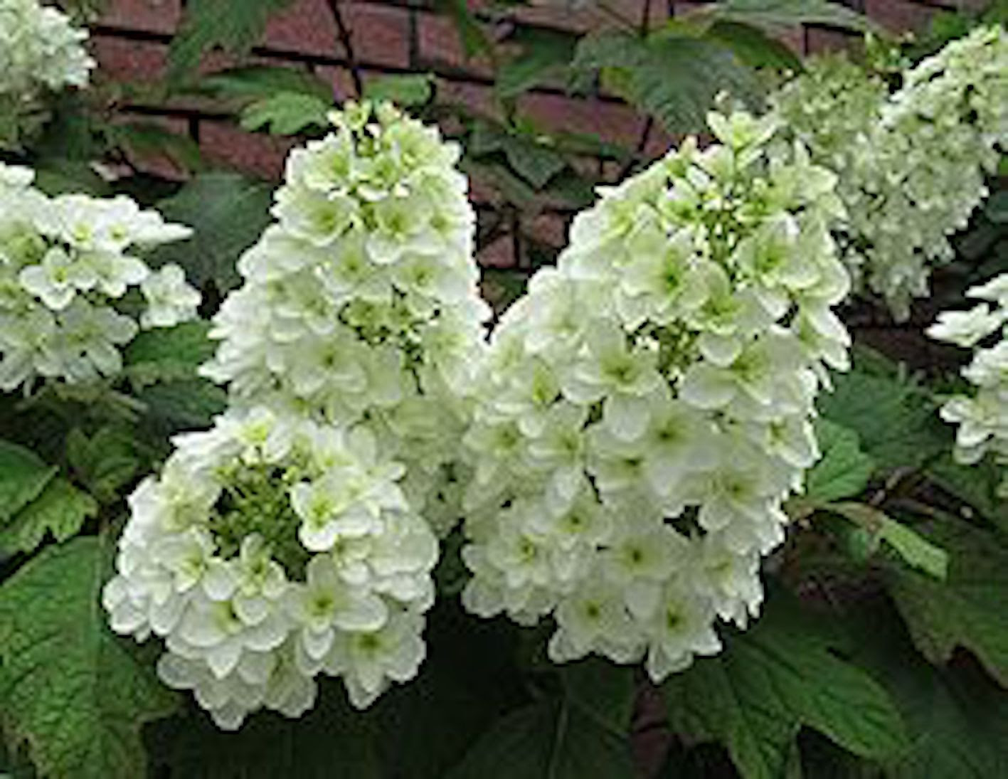 白色の三角の形をした 柏葉紫陽花 の特徴について 植物navi