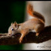 red.squirrel.sleepy.c.crawford