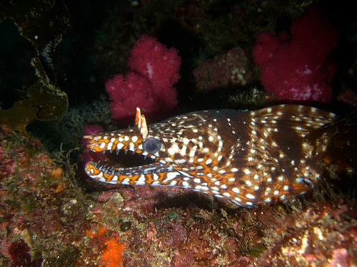 Dragon Moray Eel (at IOP)