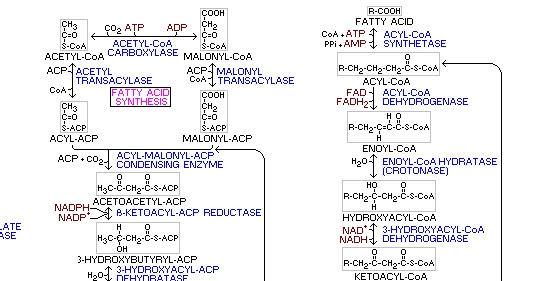 Tp4 La Cellule Siege De Reactions Chimiques Les Svt Avec Db