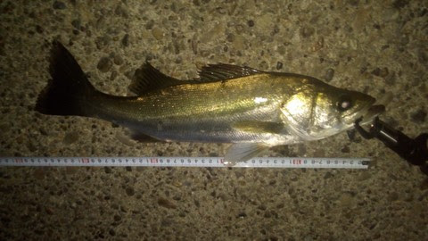 シーバス ワーム色の使いどころやワームの種類 海水魚の種類と釣り方