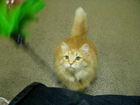 Funny Cat Pictures With Guns