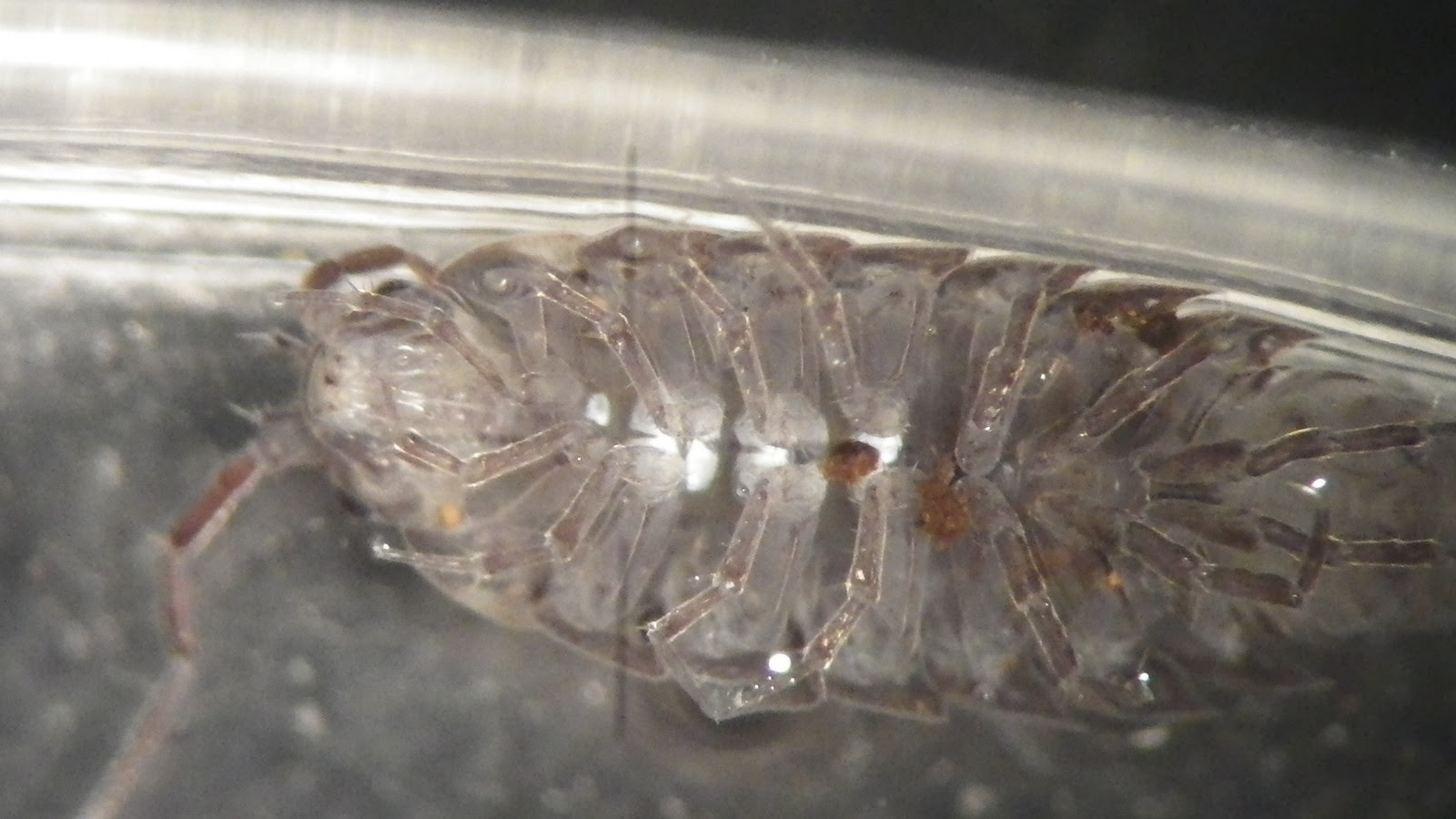 フナムシのおなかの白い点々 だんだんダンゴムシ