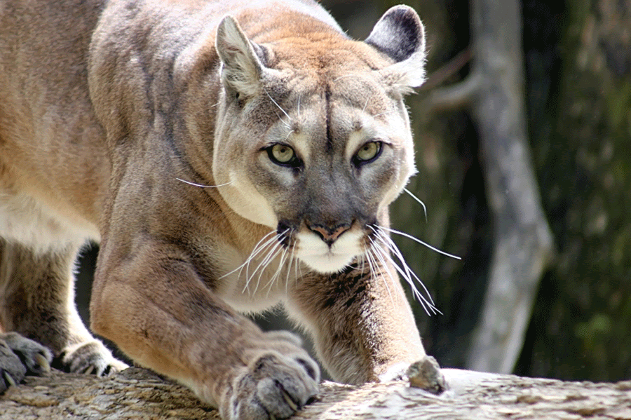 Mammals - CHSP Interpretive Association