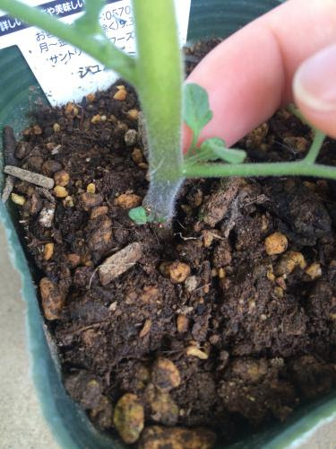 初めての脇芽かき ミニトマト