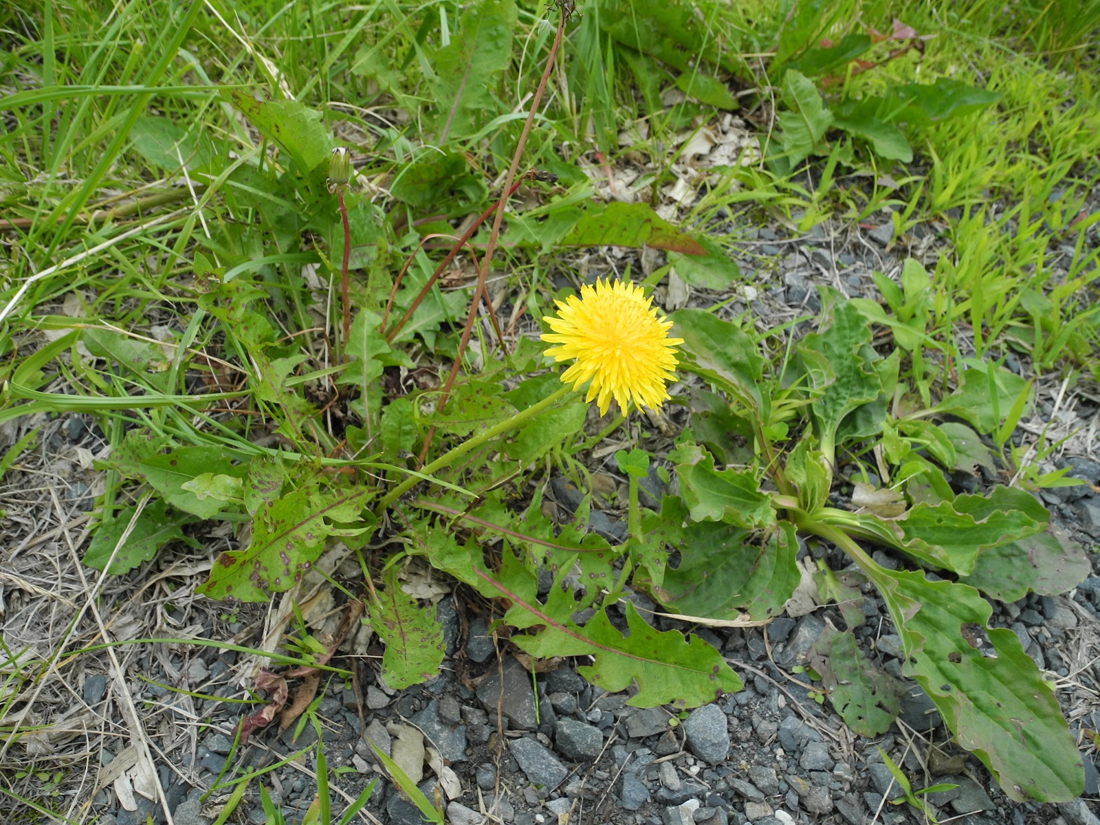 タンポポもどき 写真散歩 Refocus