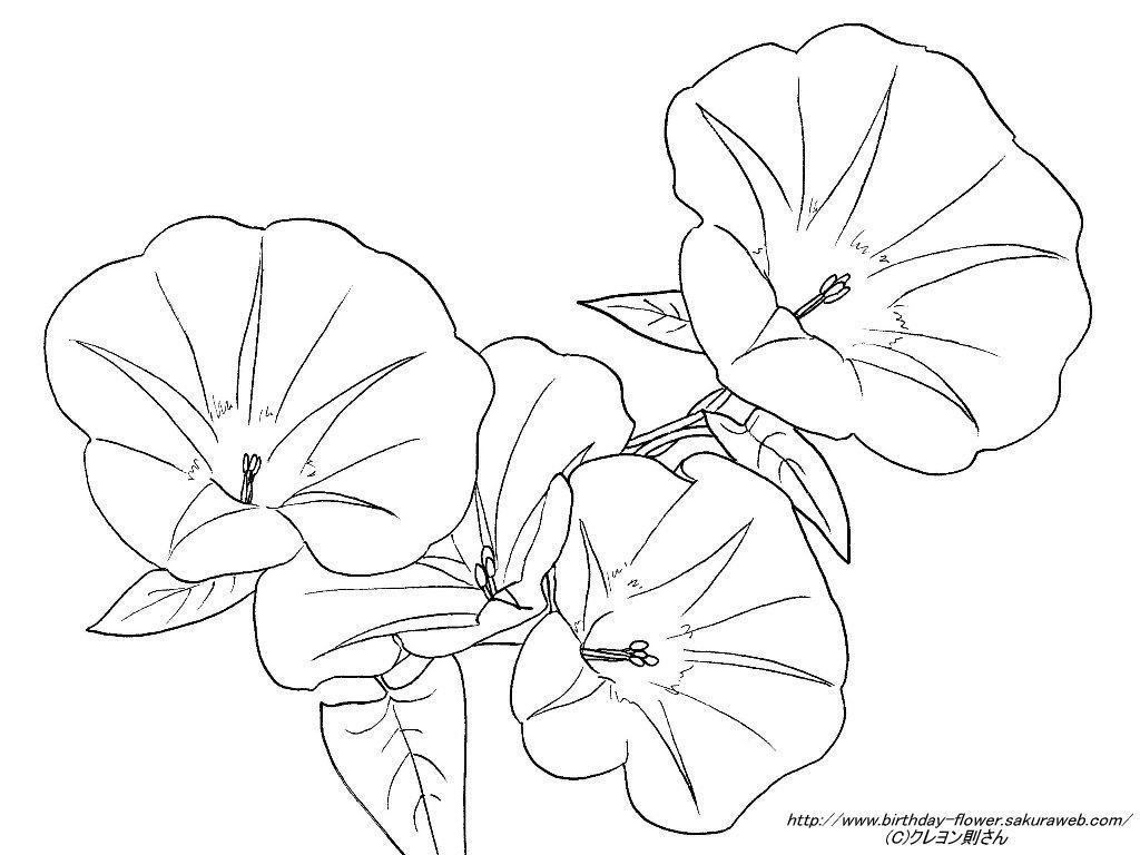 ６月５日の誕生花ーひるがおの下絵