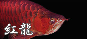 アジアアロワナ販売 アジアアロワナ専門店 ラフレシア