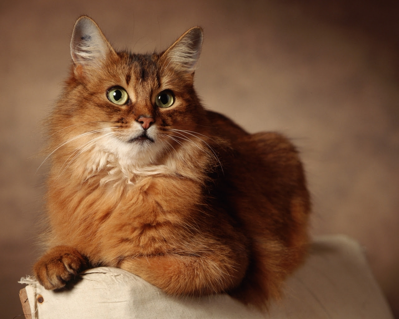  lovely  cat  HD  by claudiu d Desktop Wallpaper 