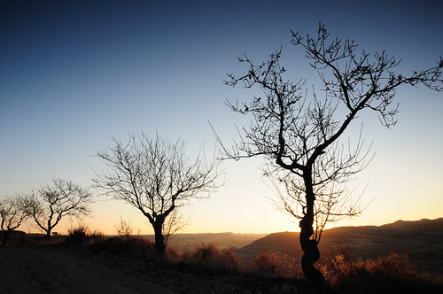 Els Ametllers Dalton