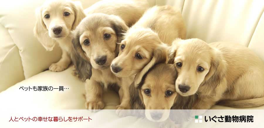 東京都杉並区のいぐさ動物病院 駐車場5台完備 下井草駅徒歩6分