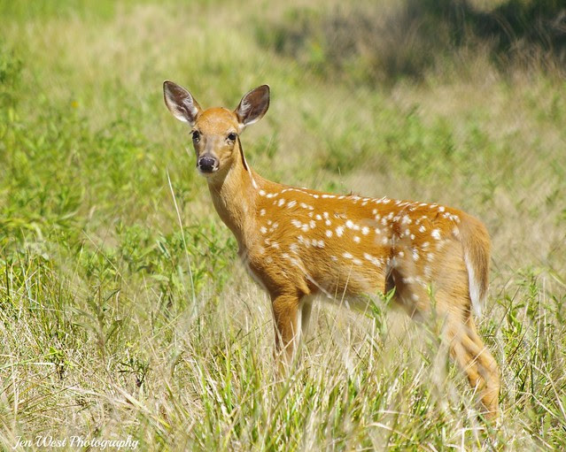 Wildlife Prairie Park | Flickr - Photo Sharing!