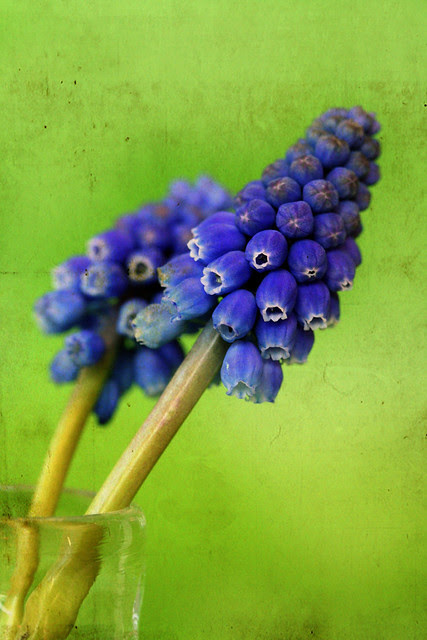 Muscari, commonly and collectively known as grape hyacinths
