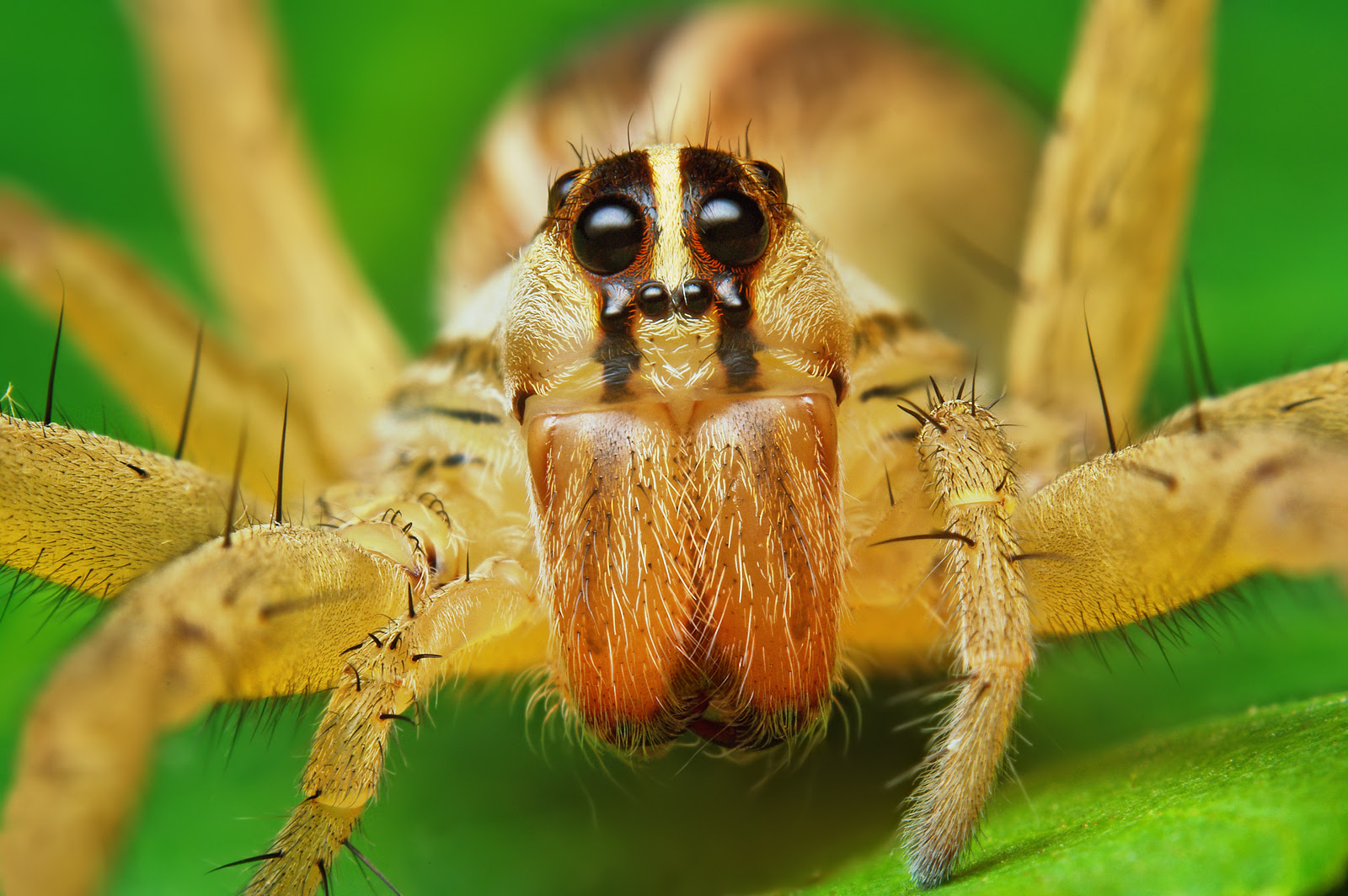 フリー画像 節足動物 蜘蛛 クモ フリー素材 画像素材なら 無料 フリー写真素材のフリーフォト