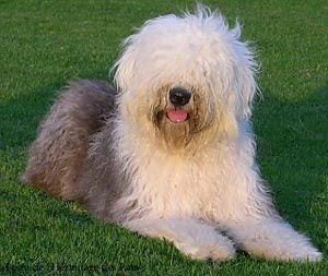 Le Berger Allemand Gris Et Noir Poils Long Ou Cour